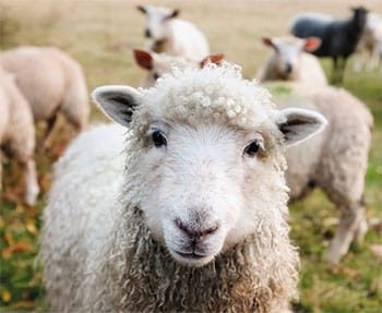 Bettdecken mit Schafwollfüllung: Schlafkomfort mit Kuschelfaktor